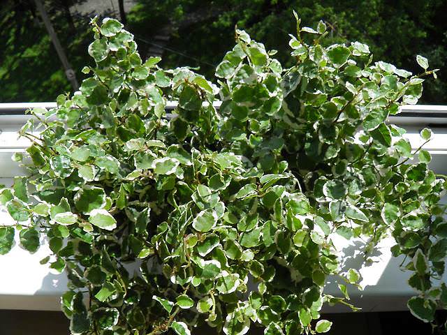 «Карликовый» (Ficus pumila L.)